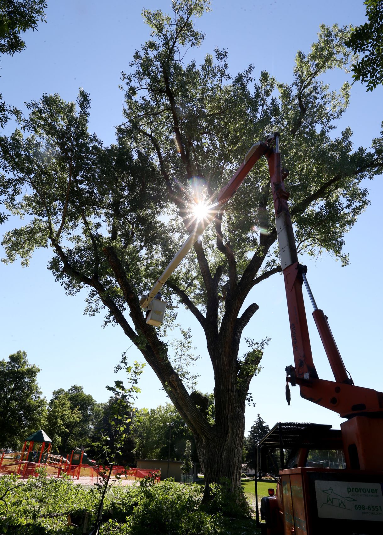 Cottonwood tree removal